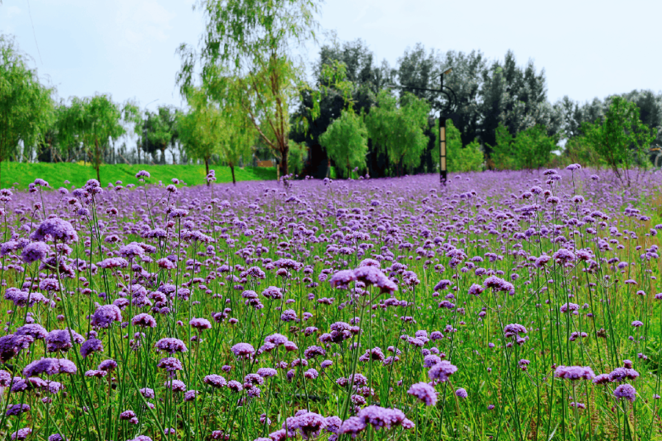 com, 岸上花开如 com, 岸上花开如