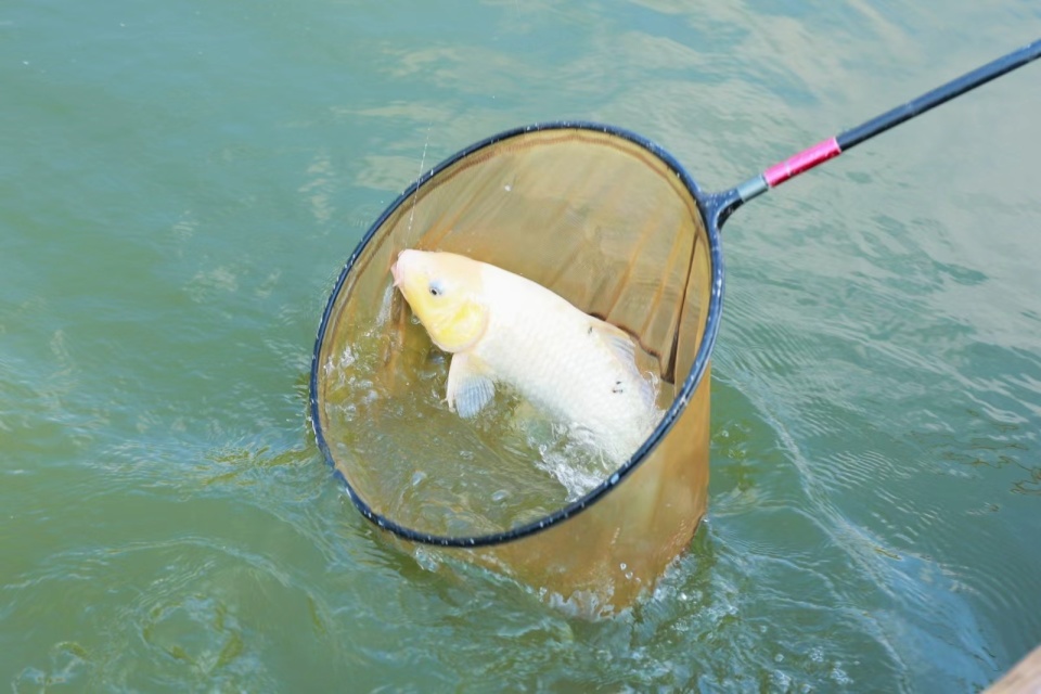 这项运动非 这项运动非